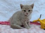 Creampuff - Domestic Cat For Sale - Barto&comma; PA&comma; US