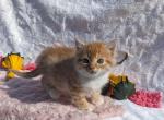 Autumn - Domestic Cat For Sale - Barto&comma; PA&comma; US