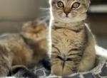 Goldie - Scottish Straight Cat For Sale - Woodland Park&comma; CO&comma; US