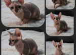 Female 3 - Sphynx Cat For Sale - CO&comma; US