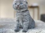 Blue - Scottish Fold Cat For Sale - Woodland Park&comma; CO&comma; US
