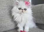 Nona - Persian Cat For Sale - Fort Worth&comma; TX&comma; US