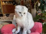 Jess 2 - Scottish Fold Cat For Sale - Brooklyn&comma; NY&comma; US