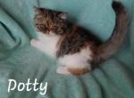 Dotty - Exotic Cat For Sale - Lemont&comma; IL&comma; US