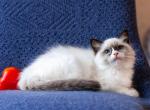 Uve - Ragdoll Cat For Sale - Pembroke Pines&comma; FL&comma; US