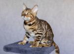 Elizar - Bengal Cat For Sale - Norwalk&comma; CT&comma; US