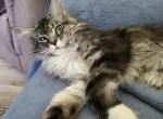 Xenona - Maine Coon Cat For Sale/Retired Breeding - Cleveland&comma; TN&comma; US