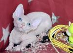 Olivia O - Sphynx Cat For Sale - Pembroke Pines&comma; FL&comma; US