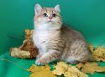 Unika - British Shorthair Cat For Sale - Hollywood&comma; FL&comma; US