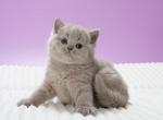 Waffle - British Shorthair Cat For Sale - Hollywood&comma; FL&comma; US