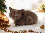 Squeaker - Munchkin Cat For Sale - Neosho&comma; MO&comma; US