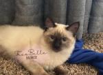 Candy - Balinese Cat For Sale - CA&comma; US
