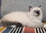 Sasha - Siberian Cat For Sale - Arnold&comma; MO&comma; US