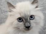 Polly - Siberian Cat For Sale - Arnold&comma; MO&comma; US