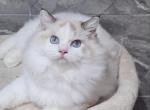 Charles - Ragdoll Cat For Sale - Los Angeles&comma; CA&comma; US