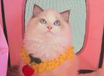 rebecca - Ragdoll Cat For Sale - Irvine&comma; CA&comma; US