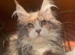 Cici Polydactyl - Maine Coon Cat For Sale - Miami&comma; FL&comma; US