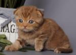 Ulan - Scottish Fold Cat For Sale - Norwalk&comma; CT&comma; US
