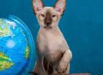 Alidel Ethel - Peterbald Cat For Sale - Hollywood&comma; FL&comma; US