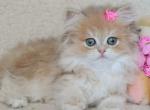 Mira - Scottish Straight Cat For Sale - Hollywood&comma; FL&comma; US