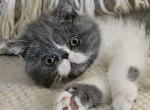 Dumpling & Romeo's litter - Persian Cat For Sale - Warminster&comma; PA&comma; US
