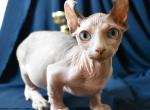 Marseilles - Bambino Cat For Sale - Norwalk&comma; CT&comma; US