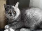Flinn - British Shorthair Cat For Sale - Richmond&comma; VA&comma; US
