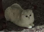 Tiny - Scottish Fold Cat For Sale - PA&comma; US