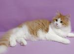 Xamil - Siberian Cat For Sale - Miami&comma; FL&comma; US