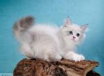 Xaime - Siberian Cat For Sale - Miami&comma; FL&comma; US