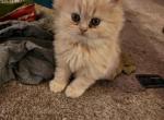 Male Persian - Persian Cat For Sale - Las Vegas&comma; NV&comma; US