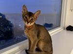 Kitten C4 - Abyssinian Cat For Sale - Brooklyn&comma; NY&comma; US