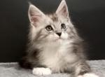 Innokentiy - Maine Coon Cat For Sale - Hollywood&comma; FL&comma; US