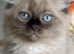 Bear - Ragdoll Cat For Sale - Saugerties&comma; NY&comma; US
