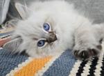 Ansel - Siberian Cat For Sale - Arnold&comma; MO&comma; US