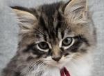 Roman - Siberian Cat For Sale - Arnold&comma; MO&comma; US