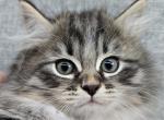 Phoenix - Siberian Cat For Sale - Arnold&comma; MO&comma; US