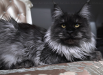 Tohka - Maine Coon Cat For Sale/Service - WA&comma; US