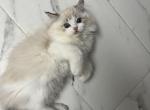 Macchiato - Ragdoll Cat For Sale/Service - Beaverton&comma; OR&comma; US