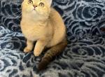 Honey - Scottish Straight Cat For Sale - Renton&comma; WA&comma; US