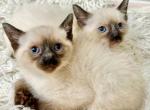 Willow - Balinese Kitten For Sale - Adams&comma; WI&comma; US