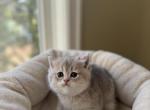 Daisy - British Shorthair Cat For Sale - Bensalem&comma; PA&comma; US