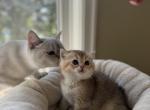 Shadow - British Shorthair Cat For Sale - Bensalem&comma; PA&comma; US