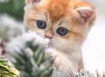 Bonnie - Scottish Straight Cat For Sale - Watertown&comma; NY&comma; US