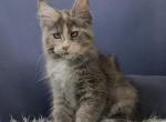 Lucy - Maine Coon Cat For Sale - Hollywood&comma; FL&comma; US