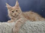 Lis - Maine Coon Cat For Sale - Hollywood&comma; FL&comma; US