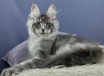 Kosmos - Maine Coon Cat For Sale - Hollywood&comma; FL&comma; US