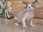 Teodor - Devon Rex Cat For Sale - Norwalk&comma; CT&comma; US
