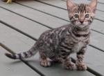 Vinny the Bengal kitten - Bengal Cat For Sale - Norwalk&comma; OH&comma; US