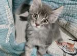 Bobby - Maine Coon Cat For Sale - Westfield&comma; MA&comma; US